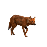 Dhole | Carnivorous Animals Names