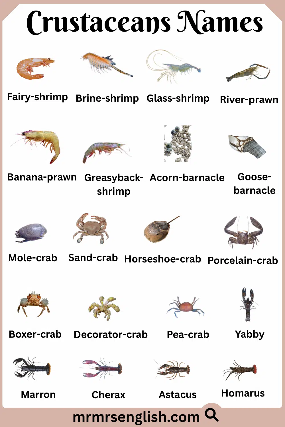 Different Types and Names of Crustaceans with Pictures