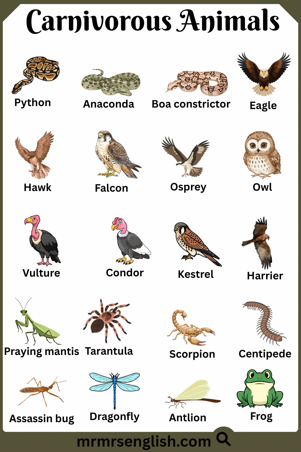 Different Types of Carnivorous Animals with Names and Pictures