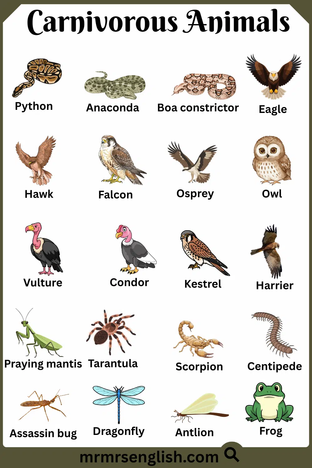 Different Types of Carnivorous Animals with Names and Pictures