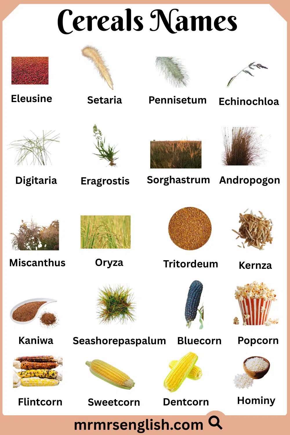 Different Types of Cereals with Names and Images