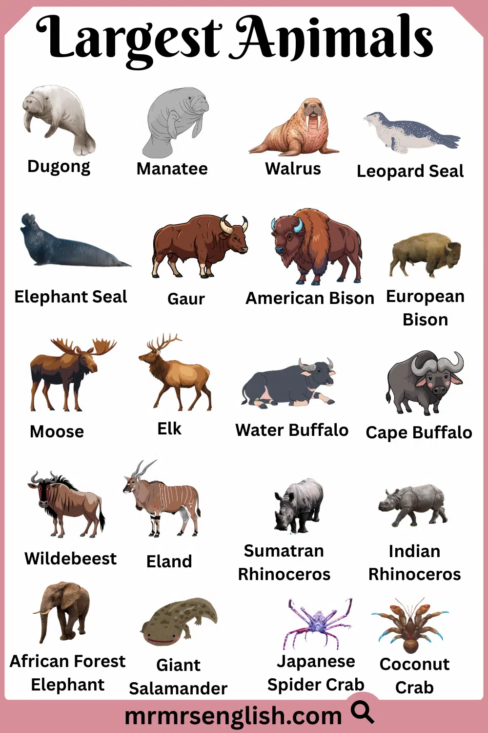 Different Types of Largest Animals with Names and Pictures
