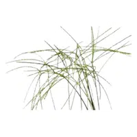 Digitaria | Cereals Names 