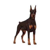 Doberman Pinscher | Guard Animals Names 