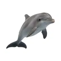 Dolphin | Vertebrates Animals Names 