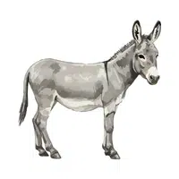 Donkey | Vertebrates Animals Names 