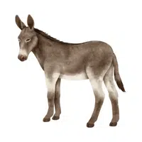 Donkey | Friendly Animals Names