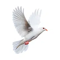 Dove | Friendly Animals Names