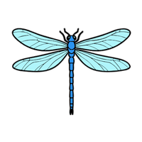 Dragonfly | Carnivorous Animals Names