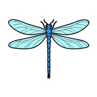 Dragonfly | Carnivorous Animals Names