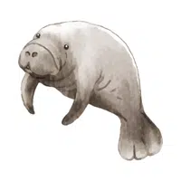 Dugong | Endangered Animals Names