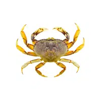 Dungeness-crab | Crustaceans Names 