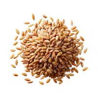Durum | Cereals Names 