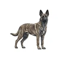 Dutch Shepherd | Guard Animals Names 