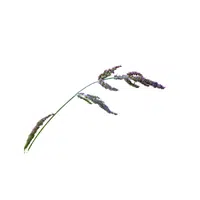 Echinochloa | Cereals Names 