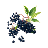 Elderberry | Small Fruits Names