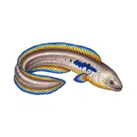 Electric Eel | Carnivorous Animals Names
