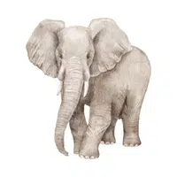 Elephant | Vertebrates Animals Names 