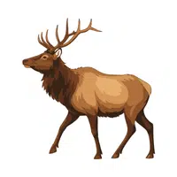 Elk | Vertebrates Animals Names 