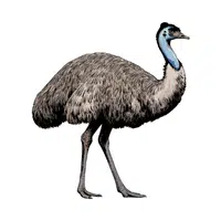 Emu