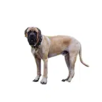 English Mastiff | Guard Animals Names 