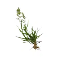 Eragrostis | Cereals Names 