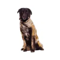 Estrela Mountain Dog | Guard Animals Names 