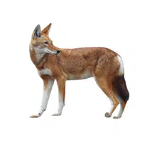 Ethiopian Wolf | Endangered Animals Names