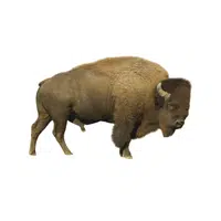 European Bison | Largest Animals Names