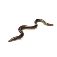 European Eel