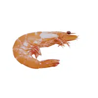 Fairy-shrimp | Crustaceans Names 