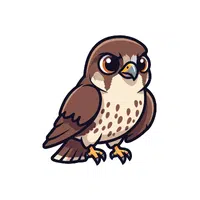 Falcon | Woodland Animals Names