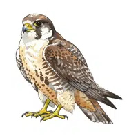 Falcon | Carnivorous Animals Names