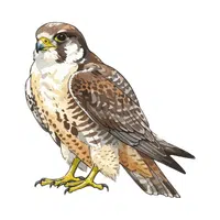 Falcon 
