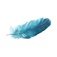 Feather | 100 Natural Things Names