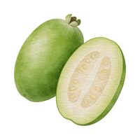 Feijoa