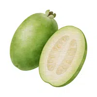 Feijoa