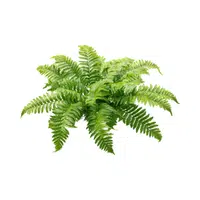 Fern | 100 Natural Things Names