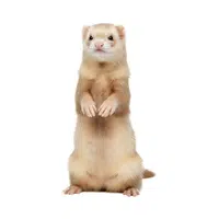 Ferret | Woodland Animals Names
