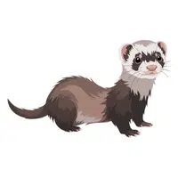 Ferret | Friendly Animals Names