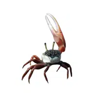 Fiddler-crab | Crustaceans Names 