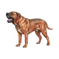 Fila Brasileiro | Guard Animals Names 