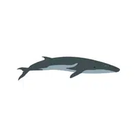 Fin Whale | Largest Animals Names