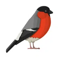Finch | Friendly Animals Names