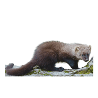 Fisher | Carnivorous Animals Names