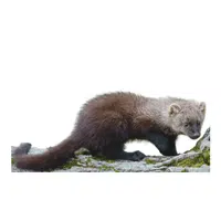 Fisher | Carnivorous Animals Names