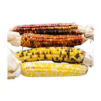 Flintcorn