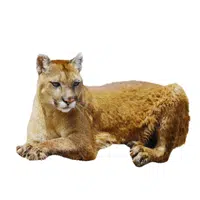 Florida Panther