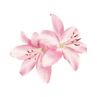 Flower | 100 Natural Things Names