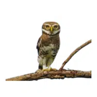 Forest Owlet | Endangered Animals Names